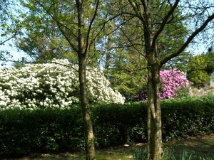 flowers in the garden